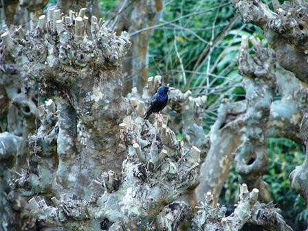 FÍSICO-QUÍMICA - Onde está o estorninho? Physics-Chemistry - Where is the Starling?